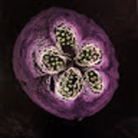 tzopilote